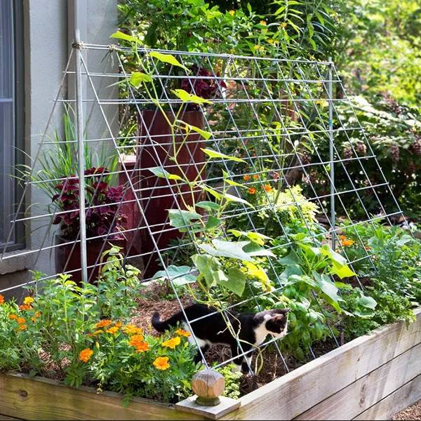 Galvanized metal cucumber trellis with large grid openings for raised bed.