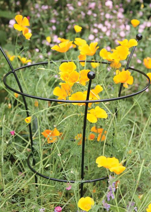 California poppy grow through the peony cage with rich black color.