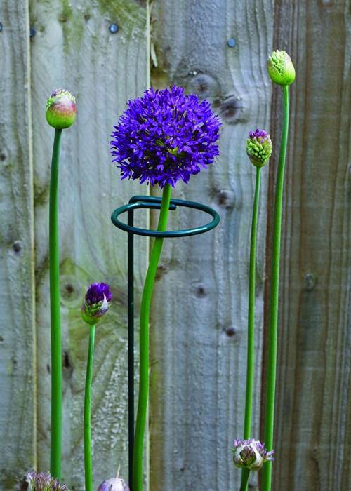 Single stem plant support keeps blue allium growing straightly during its flowering phase.
