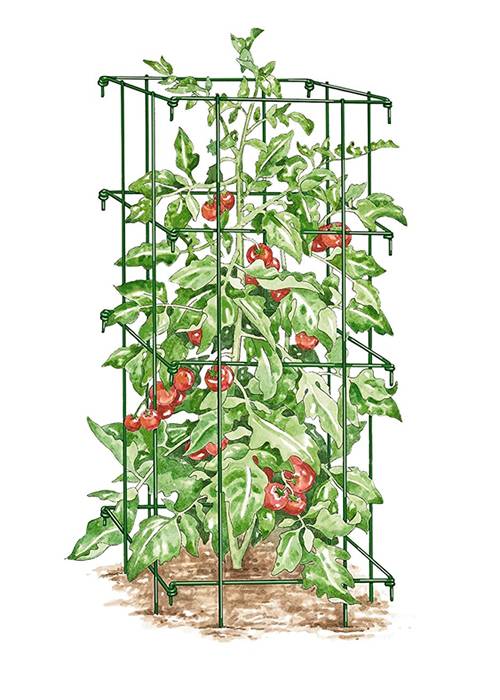 Click to view more about tomato towers